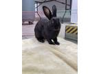 Adopt Ferrari a Bunny Rabbit