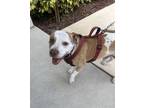 Adopt Solo a Pit Bull Terrier, Mixed Breed
