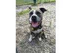 Adopt Tigger a American Staffordshire Terrier, Mixed Breed