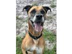 Adopt Atlas a Shepherd, Mixed Breed