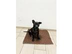 Adopt Buffy a Pit Bull Terrier, Mixed Breed