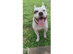 Adopt Tiger a Pit Bull Terrier, Mixed Breed