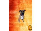 Adopt Ghost a Boxer, Mixed Breed