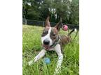 Adopt Titus a Pit Bull Terrier, Mixed Breed