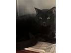 Adopt Hershey a Domestic Short Hair