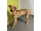 Adopt Mutt Damon a Mixed Breed