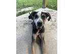 Adopt Greg a Catahoula Leopard Dog, Mixed Breed