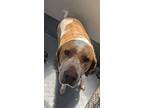 Adopt Harley a Saint Bernard, Mixed Breed