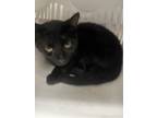 Adopt Salem a Domestic Short Hair