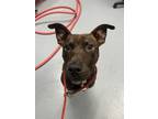 Adopt Chico a Pit Bull Terrier, Mixed Breed