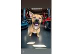 Adopt Brendan a Pit Bull Terrier, Mixed Breed