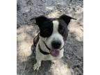 Adopt DOGO a Pit Bull Terrier, Mixed Breed