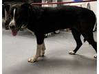 Adopt Floyd a Catahoula Leopard Dog, Mixed Breed