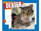 Adopt Dexter a American Shorthair, Domestic Short Hair