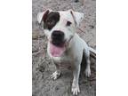 Adopt Petty a Pit Bull Terrier, Mixed Breed
