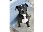Adopt Rudolph a Pit Bull Terrier, Mixed Breed
