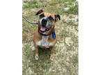 Adopt Mowgli a Boxer, Mixed Breed