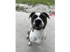 Adopt Hercules a Pit Bull Terrier, Mixed Breed