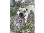 Adopt Freddy a Boxer, Mixed Breed