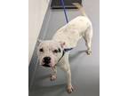 Adopt Noah a Dogo Argentino, Mixed Breed
