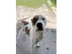 Adopt Ajax a Pit Bull Terrier, Mixed Breed