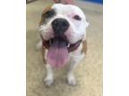 Adopt Aaron a Pit Bull Terrier, Mixed Breed