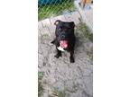 Adopt Ranger a Pit Bull Terrier, Mixed Breed