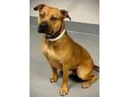 Adopt Hank a Black Mouth Cur, Mixed Breed