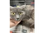 Adopt Chewy a Russian Blue, Domestic Short Hair