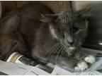 Adopt One-Eyed Jack a Domestic Short Hair