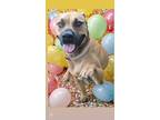 Adopt Hank a Black Mouth Cur, Mixed Breed