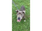 Adopt Bernie a Pit Bull Terrier, Mixed Breed