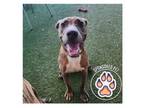 Adopt Remus a Catahoula Leopard Dog