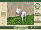 Adopt Emmitt a Mixed Breed