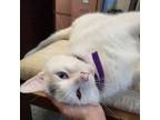 Adopt Monggie (Appa) 25233 a Domestic Short Hair