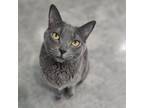 Adopt Daniel Craig a Domestic Short Hair