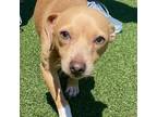 Adopt Chico a Mixed Breed
