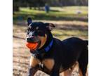 Adopt Zeppelin a Mixed Breed