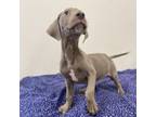 Adopt Johnny a Mixed Breed