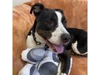 Adopt Cooper a Mixed Breed
