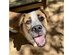 Adopt Freddy a Mixed Breed