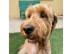 Adopt Basley a Mixed Breed
