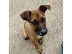 Adopt Jonesy a Mixed Breed