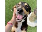 Adopt Hatcher a Mixed Breed