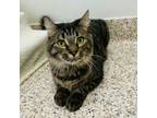 Adopt Ping a Domestic Long Hair