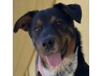 Adopt Bastion a Mixed Breed