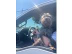 Adopt Mr. Van Morrison-IN FOSTER a Yorkshire Terrier, Mixed Breed