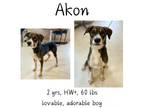 Adopt Akon a Shepherd, Mixed Breed