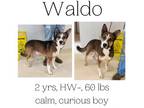 Adopt Waldo a Mixed Breed
