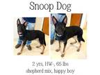 Adopt Snoop Dog a German Shepherd Dog
